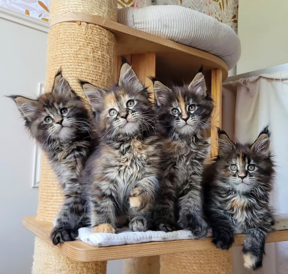 A litter of Maine Coon kittens together on a cat tree