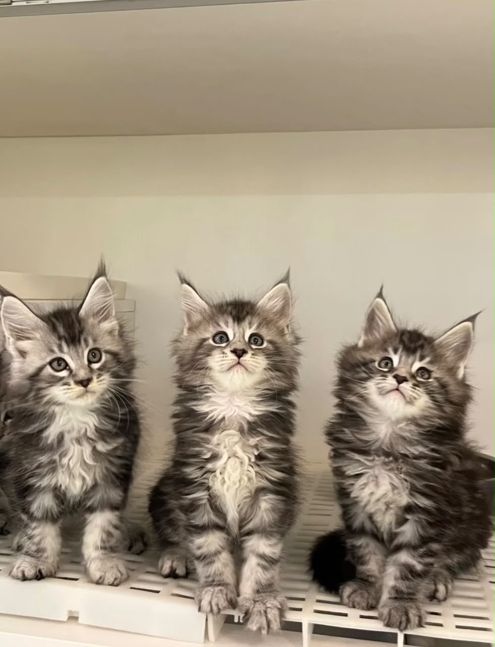 Three Maine Coon kittens sitting side by side