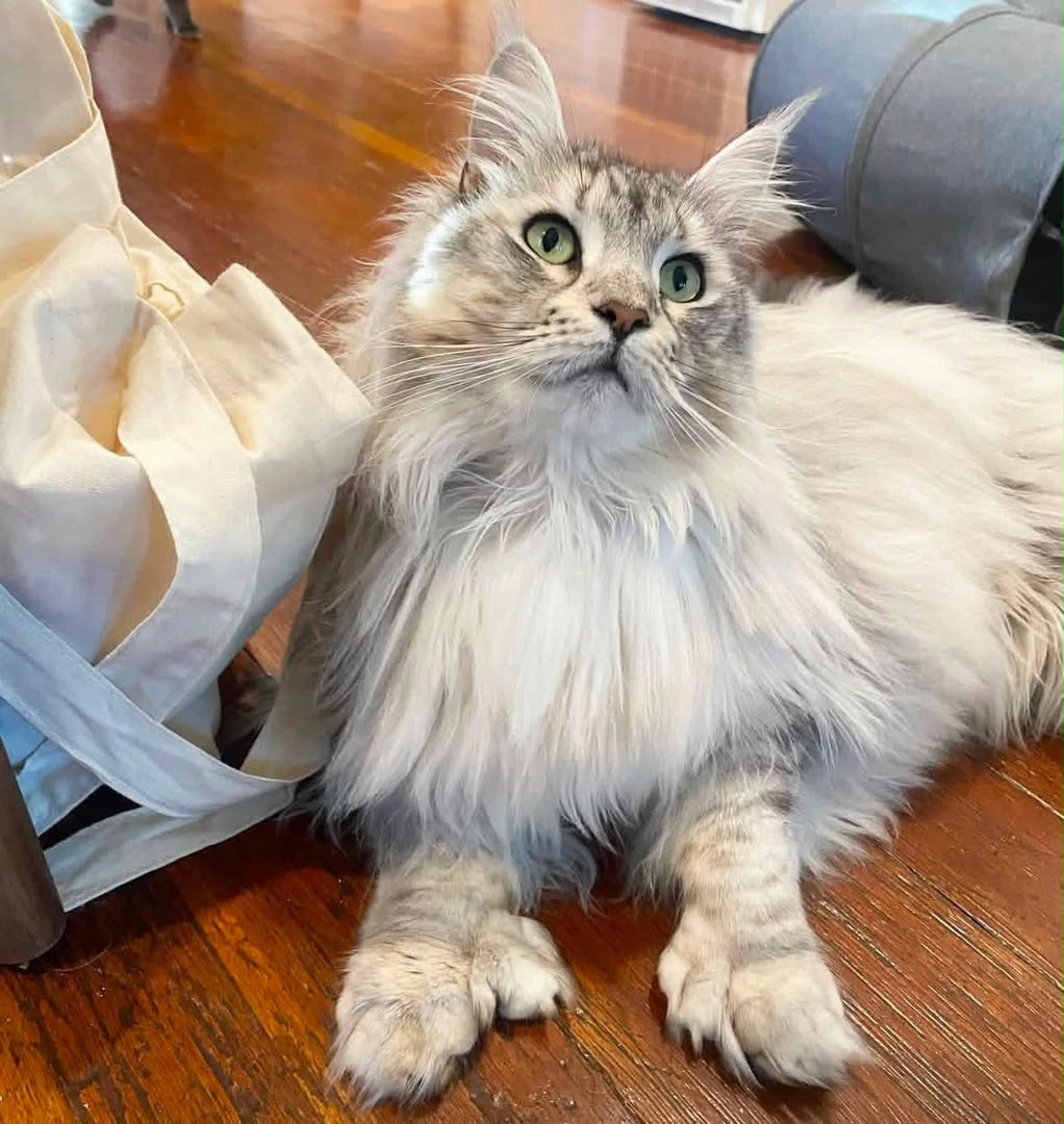 A silver tabby Maine Coon lying stretched out at home