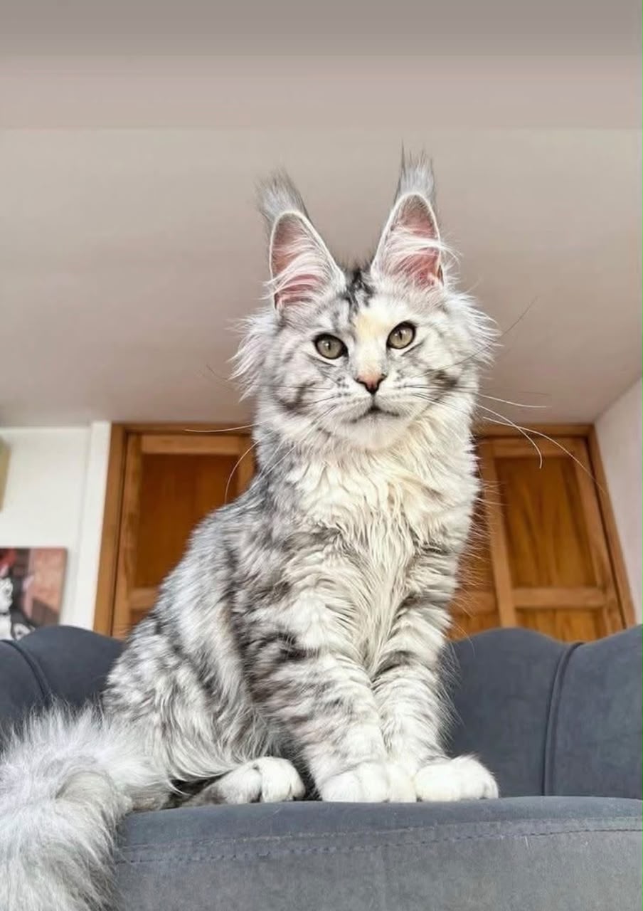 Ash, a Maine Coon