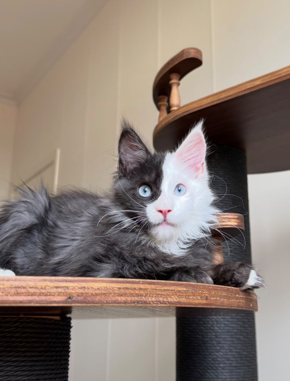 Jasper, a Maine Coon male