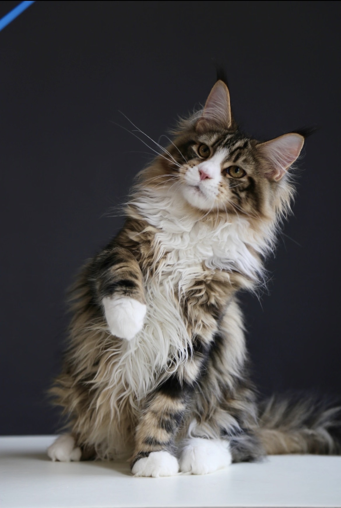Thorin photo 4