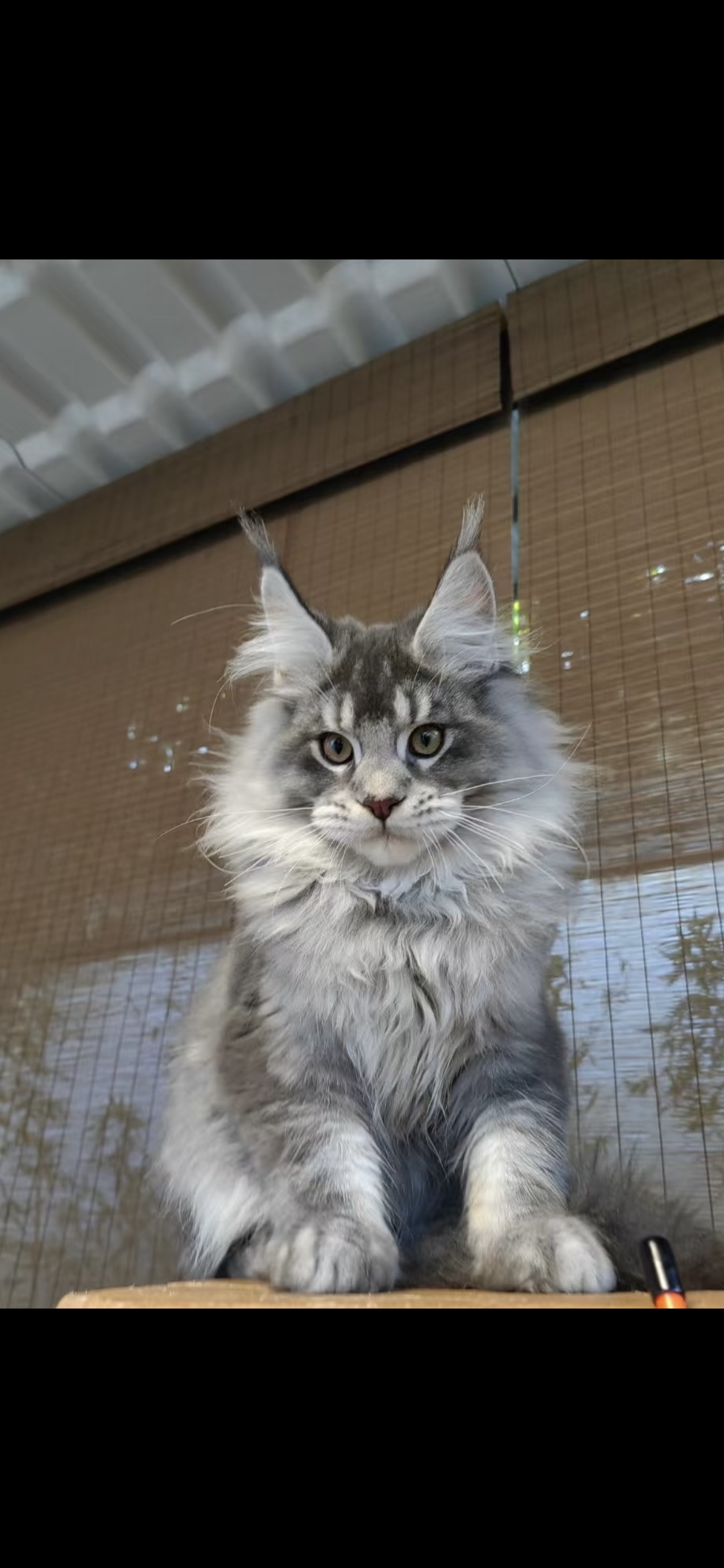 Hazel, a Maine Coon female