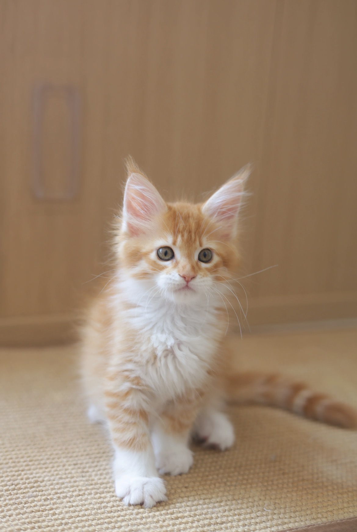 Sienna, a Maine Coon female