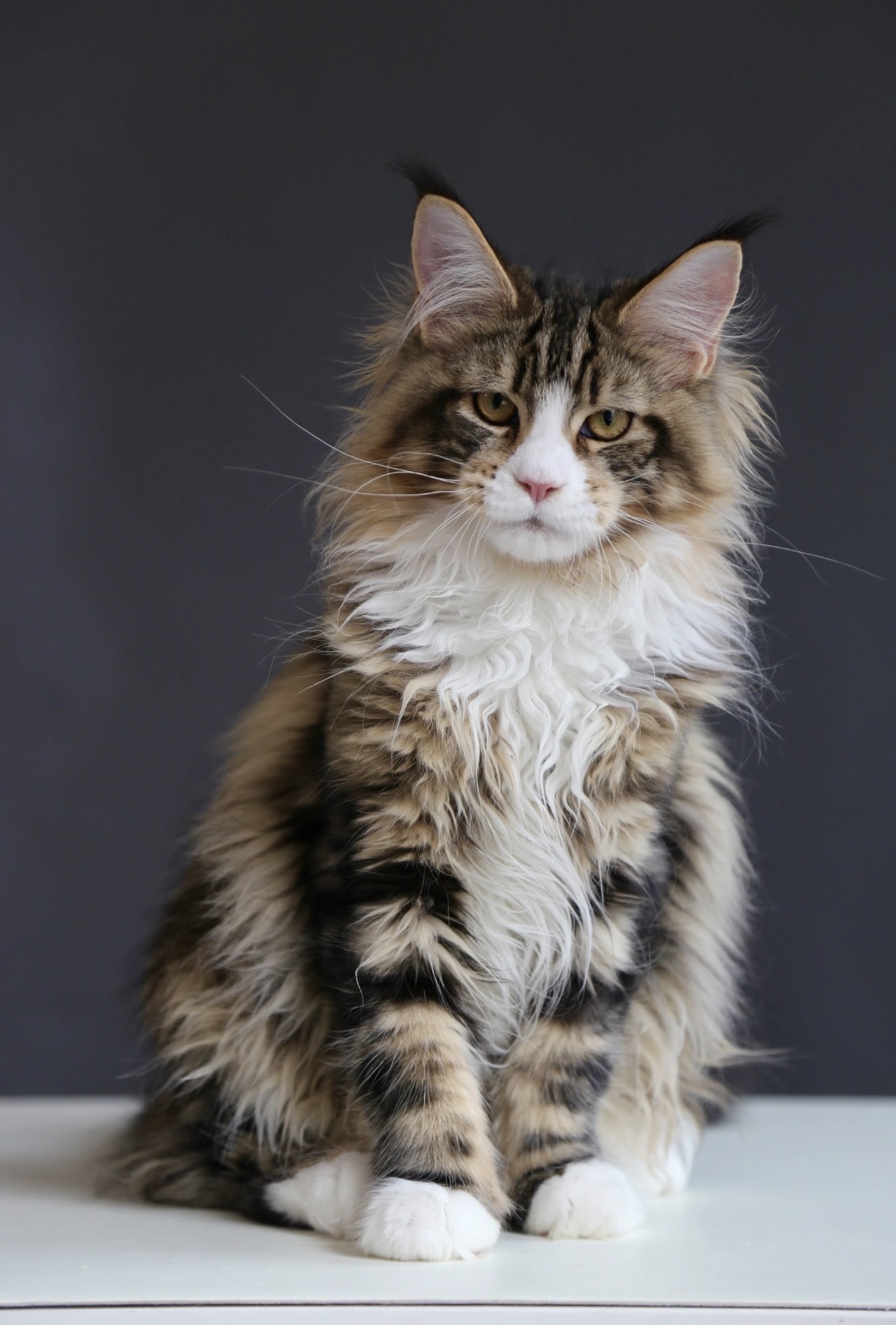 Thorin, a Maine Coon male
