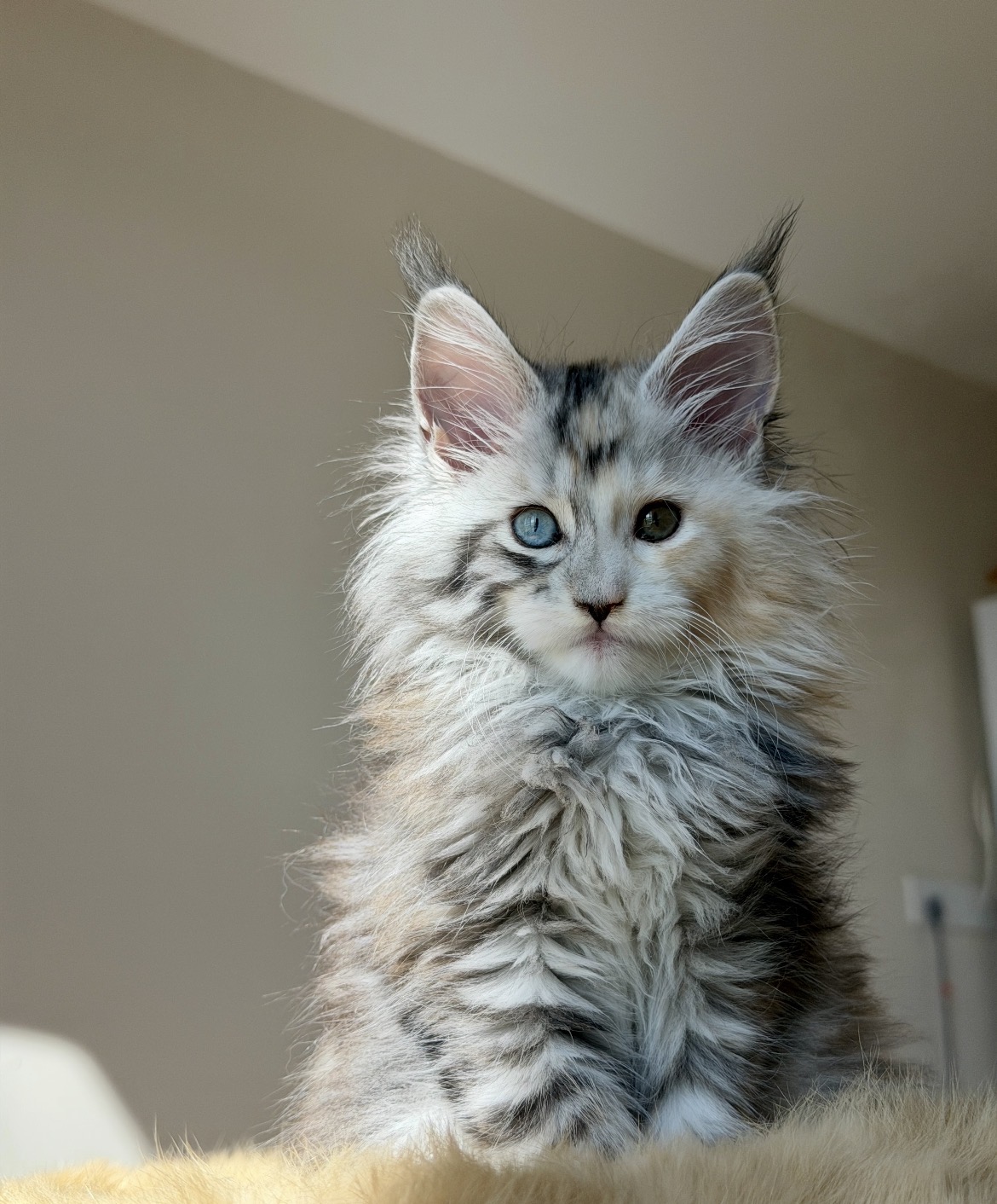 Bowie, a Maine Coon female