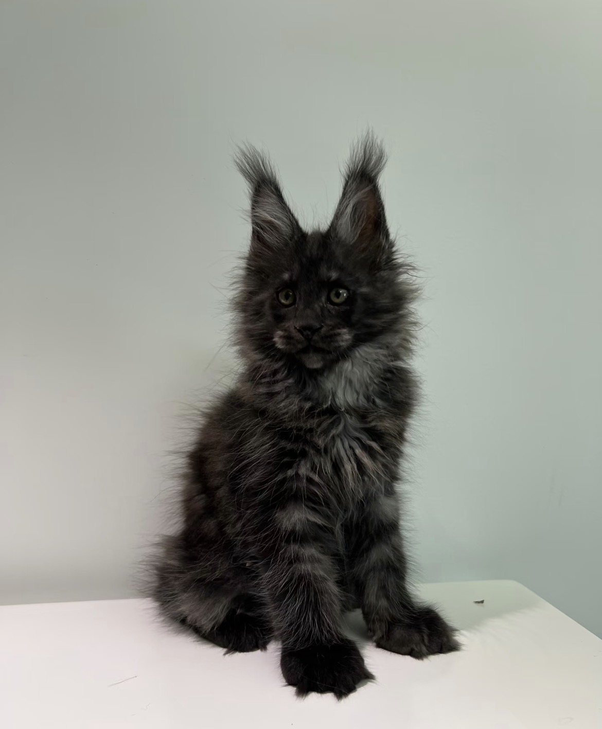 Onyx, a Maine Coon male