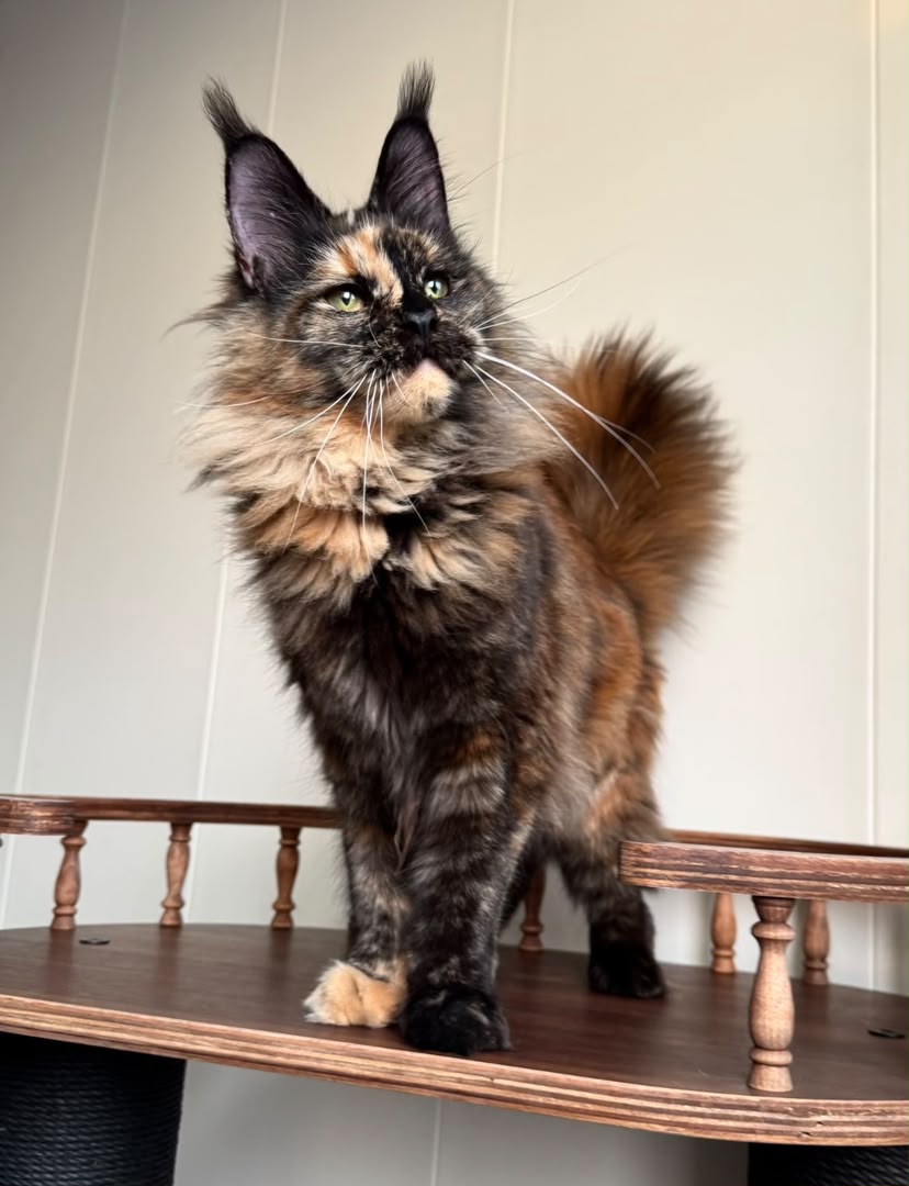 Saffron, a Maine Coon
