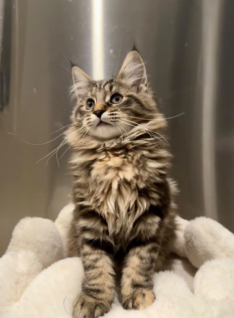 Milo, a Maine Coon male