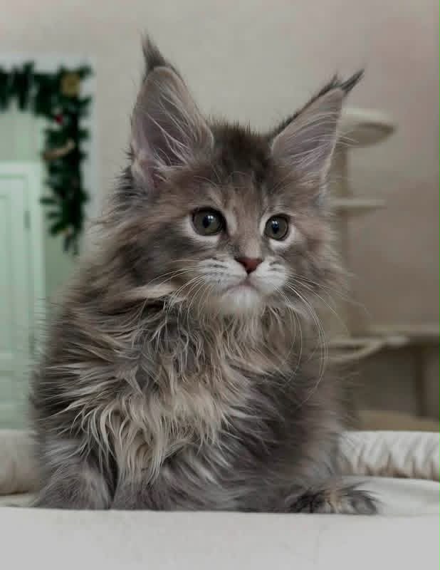 Juniper, a Maine Coon