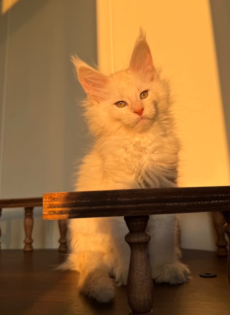 Biscuit, a Maine Coon